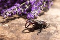 Male stag beetle. Large insect on a wooden board and against the background of a lavender branch. Nature, fauna Royalty Free Stock Photo