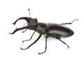 Male stag beetle, Lucanus cervus against white background