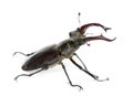 Male stag beetle, Lucanus cervus against white background