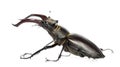 Male stag beetle, Lucanus cervus against white background