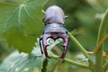 Male stag beetle Lucanus cervus. Largest european beetle