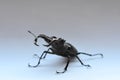 Male stag beetle Lucanus cervus Royalty Free Stock Photo