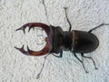 Male stag beetle ,Lucanus cervus, on natural background, listed in the Red Book Royalty Free Stock Photo