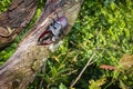 Male of the stag beetle, Lucanus cervus, sitting on oak tree. A rare and endangered beetle species with large mandibles, occurring Royalty Free Stock Photo