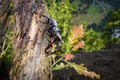 Male of the stag beetle, Lucanus cervus, sitting on oak tree. A rare and endangered beetle species with large mandibles, occurring Royalty Free Stock Photo