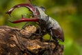 Male of the stag beetle, Lucanus cervus, sitting on oak tree. A rare and endangered beetle species with large mandibles, occurring Royalty Free Stock Photo