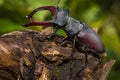 Male of the stag beetle, Lucanus cervus, sitting on oak tree. A rare and endangered beetle species with large mandibles, occurring Royalty Free Stock Photo