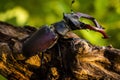 Male of the stag beetle, Lucanus cervus, sitting on oak tree. A rare and endangered beetle species with large mandibles, occurring Royalty Free Stock Photo