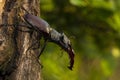 Male of the stag beetle, Lucanus cervus, sitting on oak tree. A rare and endangered beetle species with large mandibles, occurring Royalty Free Stock Photo