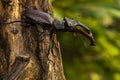 Male of the stag beetle, Lucanus cervus, sitting on oak tree. A rare and endangered beetle species with large mandibles, occurring Royalty Free Stock Photo