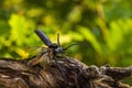 Male of the stag beetle, Lucanus cervus, sitting on oak tree. A rare and endangered beetle species with large mandibles, occurring Royalty Free Stock Photo