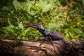 Male of the stag beetle, Lucanus cervus, sitting on oak tree. A rare and endangered beetle species with large mandibles, occurring Royalty Free Stock Photo