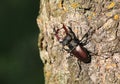 Male of the stag beetle, Lucanus cervus, sitting on oak tree Royalty Free Stock Photo