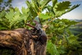 Male of the stag beetle, Lucanus cervus, sitting on oak tree. A rare and endangered beetle species with large mandibles, occurring Royalty Free Stock Photo