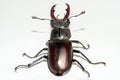Male stag beetle, Lucanus cervus on white background Royalty Free Stock Photo