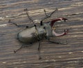 Male stag beetle Lucanus cervus on wood background Royalty Free Stock Photo