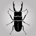 Male stag-beetle