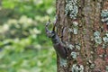 Male stag beetle on the oak. Royalty Free Stock Photo