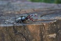 Male stag beetle on an oak stump. Royalty Free Stock Photo