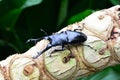 A male stag beetle portrait Royalty Free Stock Photo