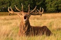 Male stag deer with antlers roaring