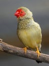 Male Star Finch Singing Royalty Free Stock Photo