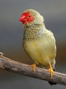 Male Star Finch Singing