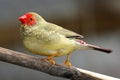 Male Star Finch Singing
