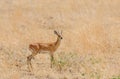 Male Steenbok in close-up