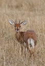 Male Steenbok (Raphicerus campestris)