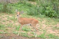 Male Steenbok (Raphicerus campestris)