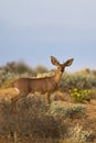 Male Steenbok Royalty Free Stock Photo