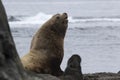 A male Steller sea lion sitting on sandy beach on a summer day