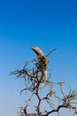 Male of steppe agama at rest