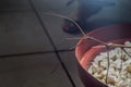 male stick insec in a plant pot with copy space, Phasmatidae