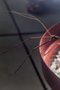 male stick insec in a plant pot with copy space, Phasmatidae