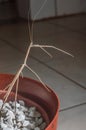 male stick insec in a plant pot with copy space, Phasmatidae Royalty Free Stock Photo
