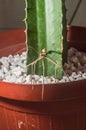 male stick insec in a plant pot with copy space, Phasmatidae