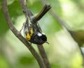 Stitchbird, Notiomystis cincta Royalty Free Stock Photo