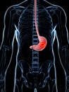 Male stomach - cancer Royalty Free Stock Photo