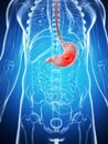 Male stomach - cancer Royalty Free Stock Photo