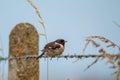 Male Stone Chat Bird on a Barbed Wire Fence Royalty Free Stock Photo