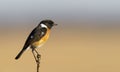 Male Stone chat in nice light Royalty Free Stock Photo