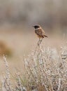 A male Stonechat Royalty Free Stock Photo