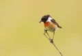 A male Stonechat with a food in the beak Royalty Free Stock Photo