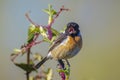 Male Stonechat, Saxicola rubicola, bird singing Royalty Free Stock Photo