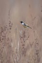 Male Stonechat, Saxicola rubicola, bird singing Royalty Free Stock Photo