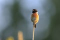 Male Stonechat, Saxicola rubicola, bird singing during sunset Royalty Free Stock Photo