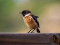 Beautiful male Stonechat