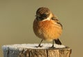 A stunning male Stonechat, Saxicola rubicola, perching on a frost covered post, at first light on a cold, foggy, frosty morning. Royalty Free Stock Photo